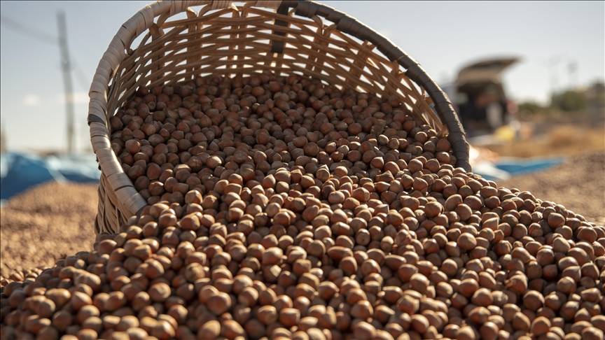 Fındık üreticisine bayram erken geldi! 2025 fındık alım fiyatları açıklandı! 8